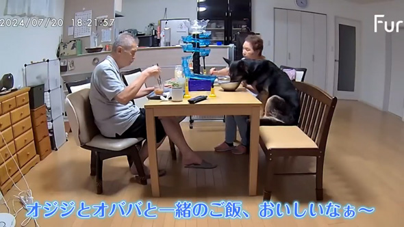 愛犬そ祖父母に預けたら流しそうめん