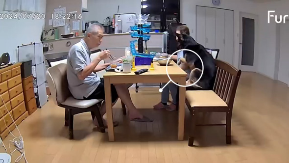 愛犬そ祖父母に預けたら流しそうめん