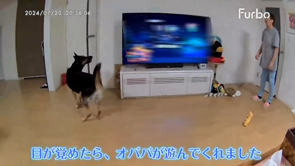 愛犬そ祖父母に預けたら流しそうめん