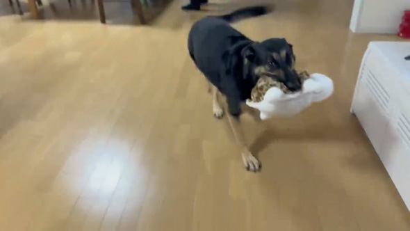 愛犬そ祖父母に預けたら流しそうめん