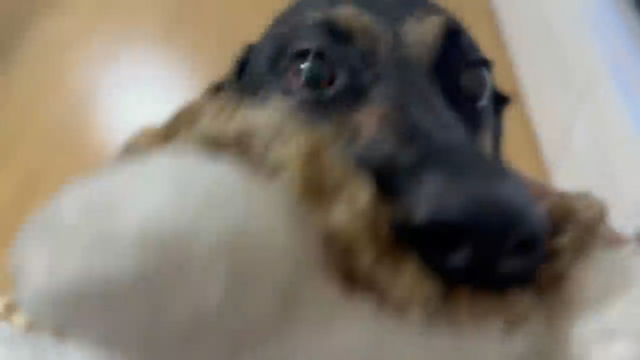 愛犬そ祖父母に預けたら流しそうめん