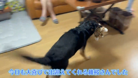 愛犬そ祖父母に預けたら流しそうめん