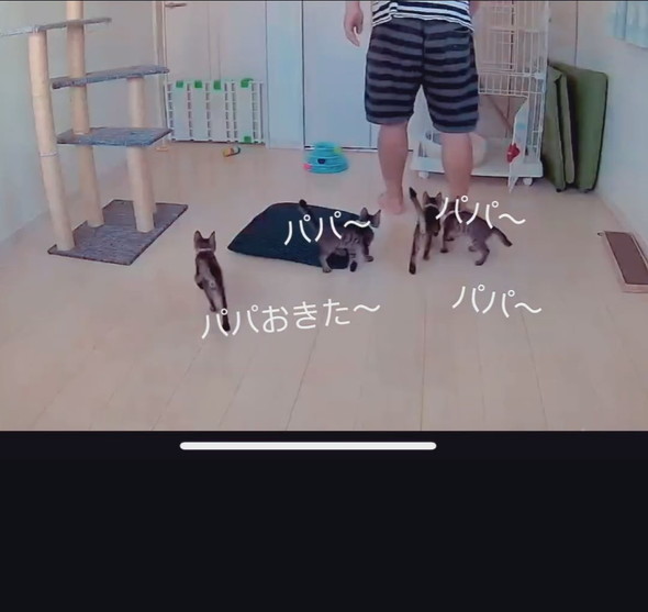 横になっている男性と子猫ちゃんたち