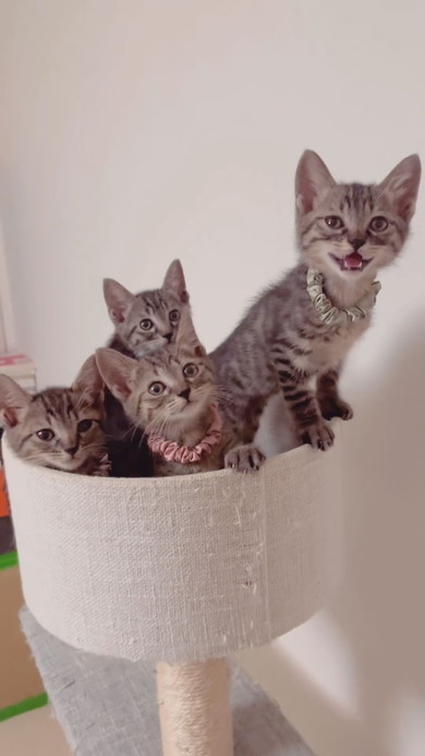 キジトラ柄の子猫ちゃんたち