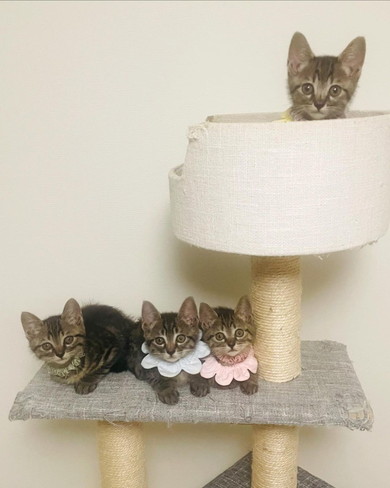 キジトラ柄の子猫ちゃんたち