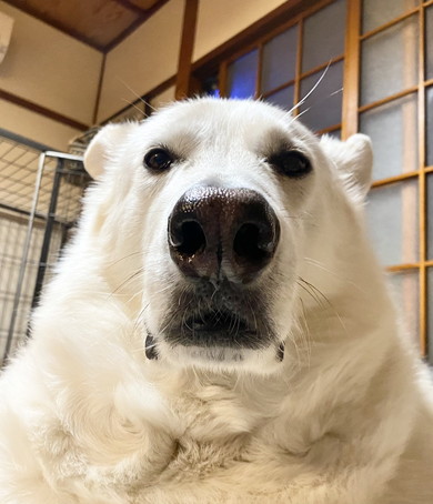 ウルフドッグのワンコ