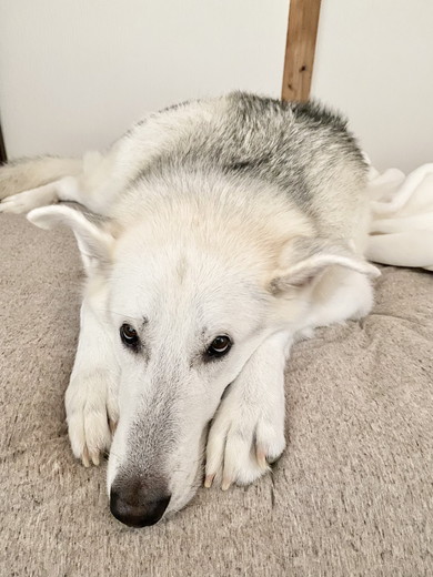 ウルフドッグのワンコ