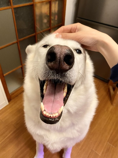 ウルフドッグのワンコ