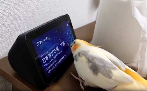 動揺しつつアレクサと会話するオカメインコ