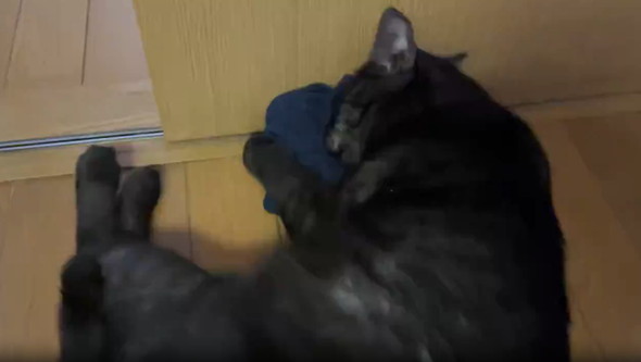 飼い主のパンツにメロメロな猫