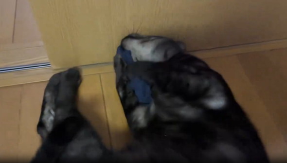 飼い主のパンツにメロメロな猫