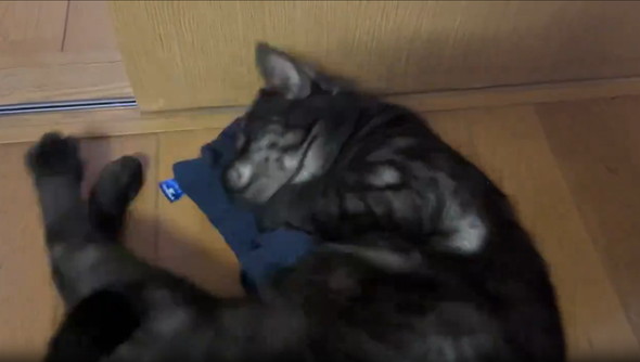 飼い主のパンツにメロメロな猫