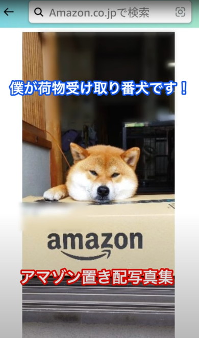 置き配受け取る柴犬
