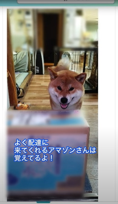 置き配受け取る柴犬