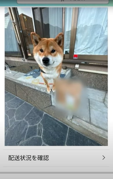 置き配受け取る柴犬
