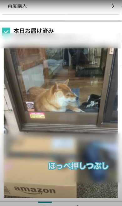 置き配受け取る柴犬