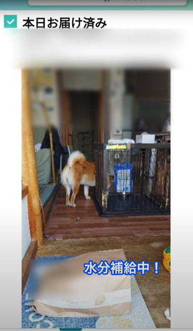 置き配受け取る柴犬