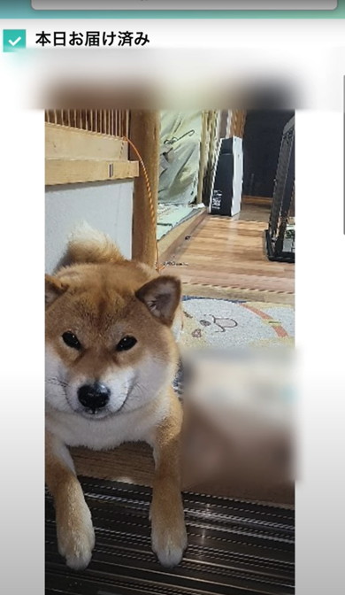 置き配受け取る柴犬