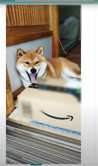 置き配受け取る柴犬