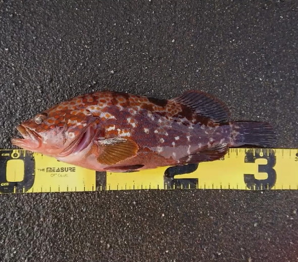 釣れたキジハタを1年飼ってみた