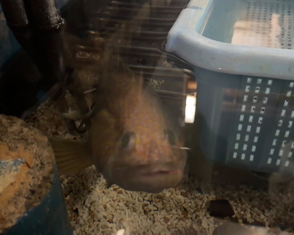 釣れたキジハタを1年飼ってみた