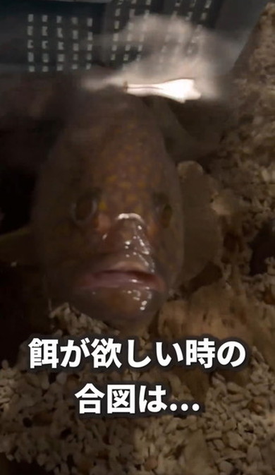 釣れたキジハタを1年飼ってみた