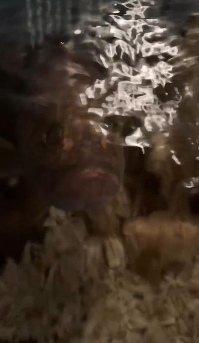 釣れたキジハタを1年飼ってみた