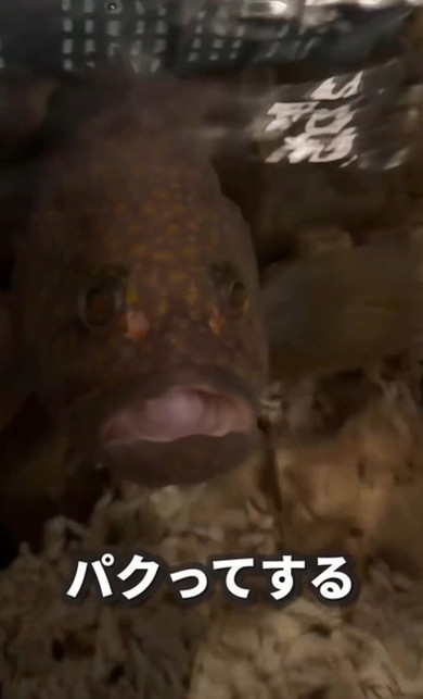 釣れたキジハタを1年飼ってみた