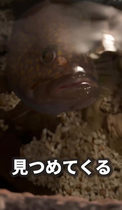 釣れたキジハタを1年飼ってみた