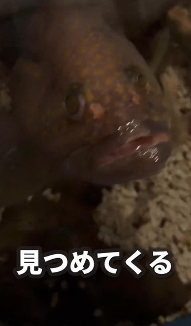 釣れたキジハタを1年飼ってみた