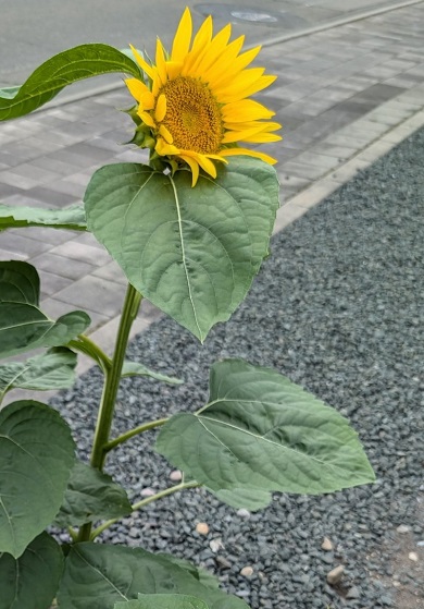咲いている方向がバラバラで解散寸前のバンドメンバーかのような3本のヒマワリ