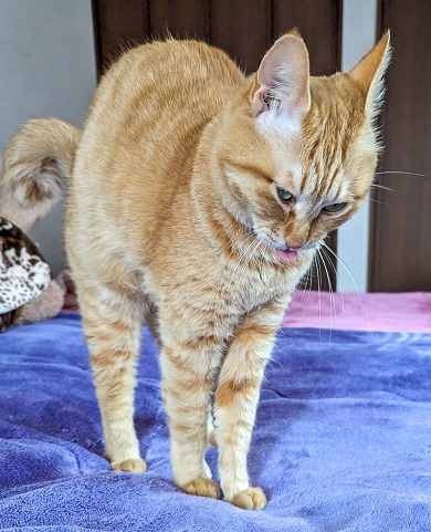 ストレッチ中にハリウッドザコシショウと化した猫