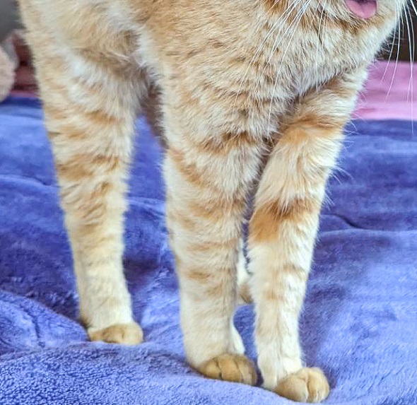 ストレッチ中にハリウッドザコシショウと化した猫