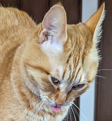 ストレッチ中にハリウッドザコシショウと化した猫