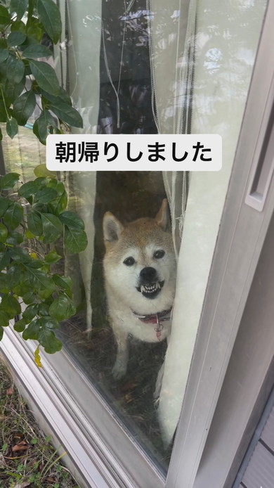 窓越しで激おこな表情で見つめるワンコ