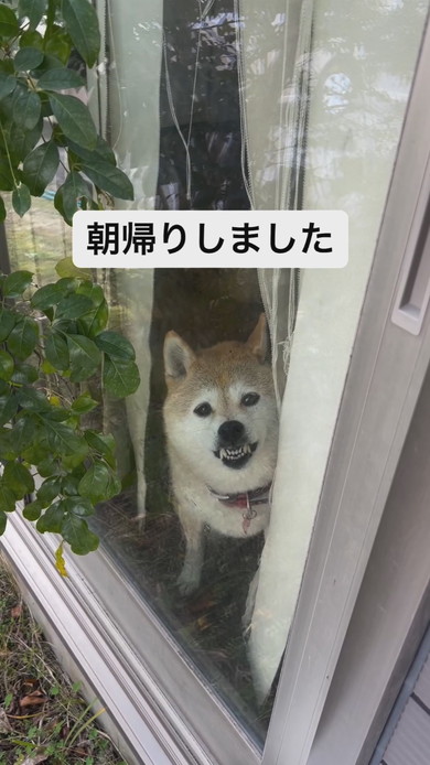 窓越しで激おこな表情で見つめるワンコ