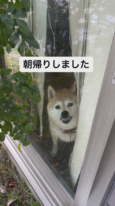 窓越しで激おこな表情で見つめるワンコ