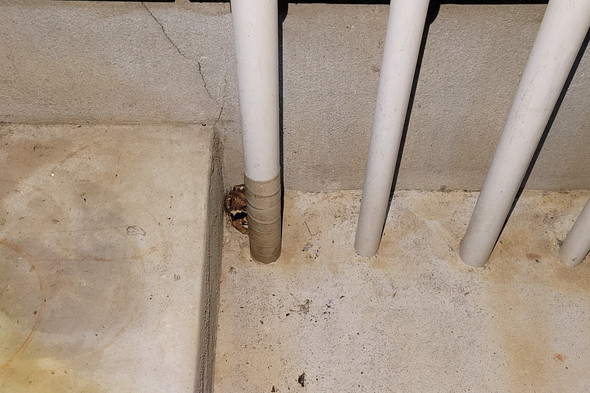 玄関前に居たカエルさん