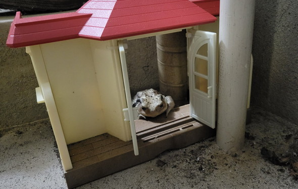 玄関前に居たカエルさん