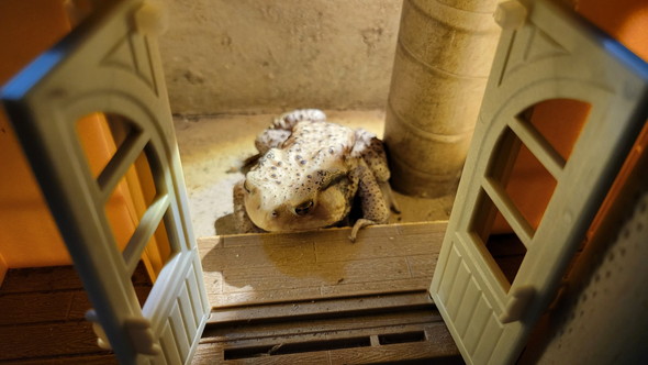 玄関前に居たカエルさん