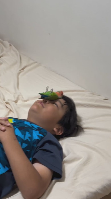 顔にコザクラインコを乗せている少年