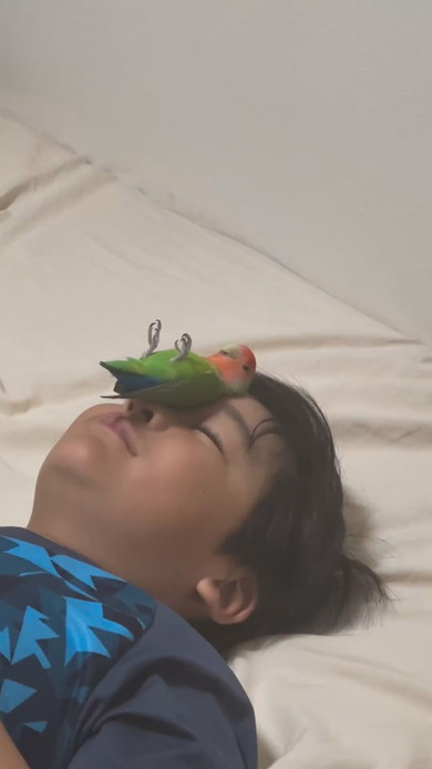 顔にコザクラインコを乗せている少年