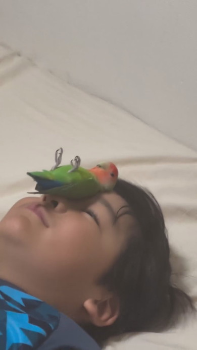 顔にコザクラインコを乗せている少年