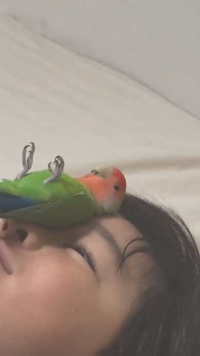 顔にコザクラインコを乗せている少年