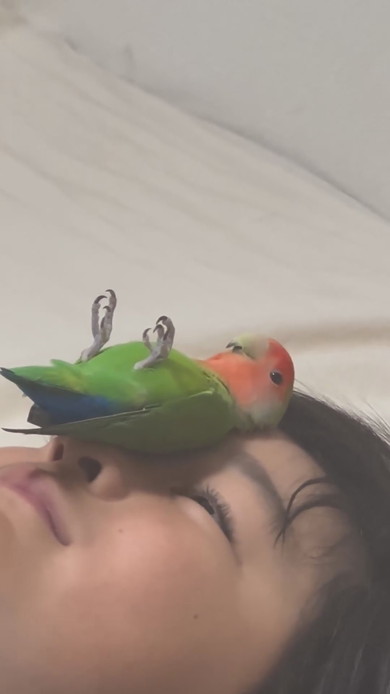 顔にコザクラインコを乗せている少年