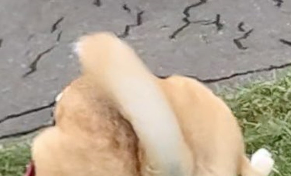 後ろ両足を上げておしっこするワンコ