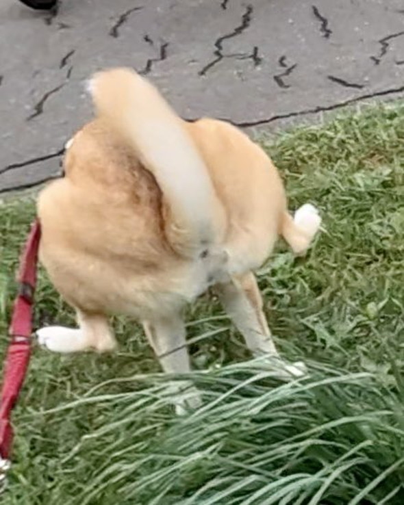 後ろ両足を上げておしっこするワンコ