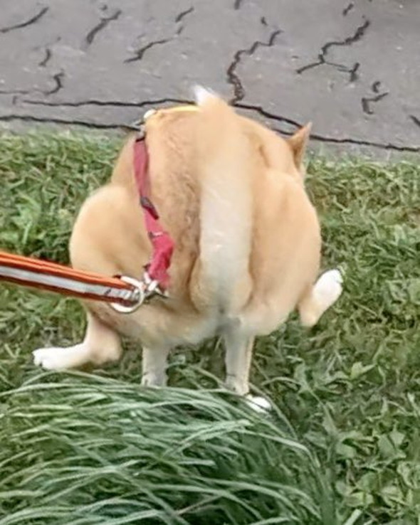 後ろ両足を上げておしっこするワンコ