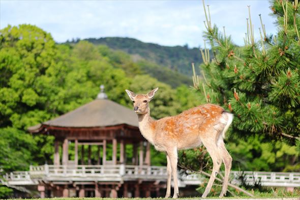 奈良公園のシカ