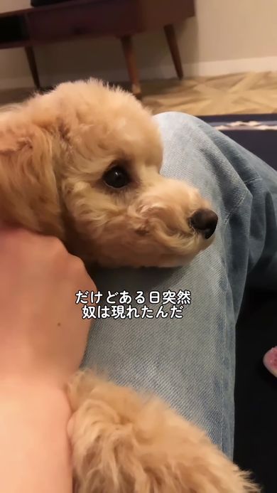 ママとパパを独り占めしていたワンコ